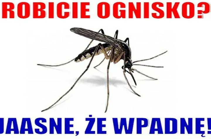 Śmieszne kawały o komarze, które rozbawią każdego i poprawią humor