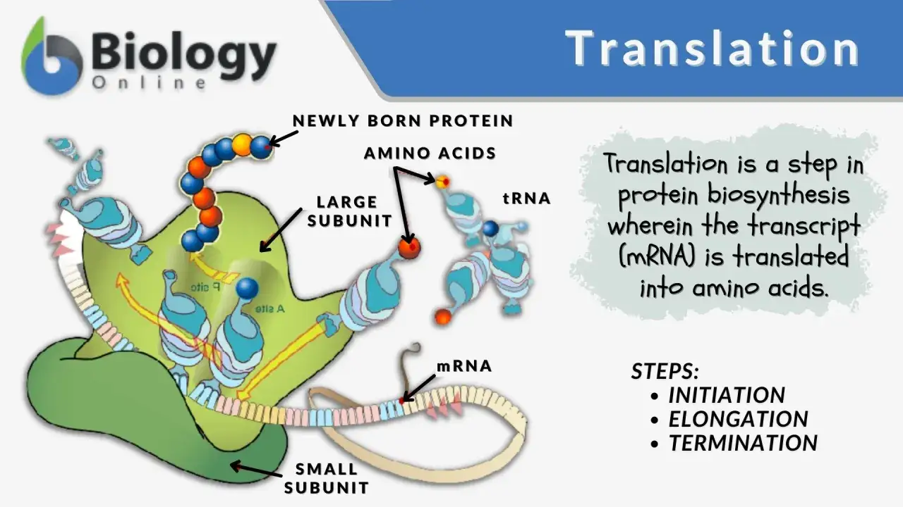 Proces translacji w biologii: mRNA jest odczytywany przez rybosom, tworząc nowo narodzone białko z aminokwasów.